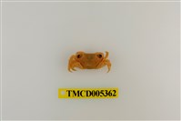 藏品(斯氏刮削蟹)的圖片